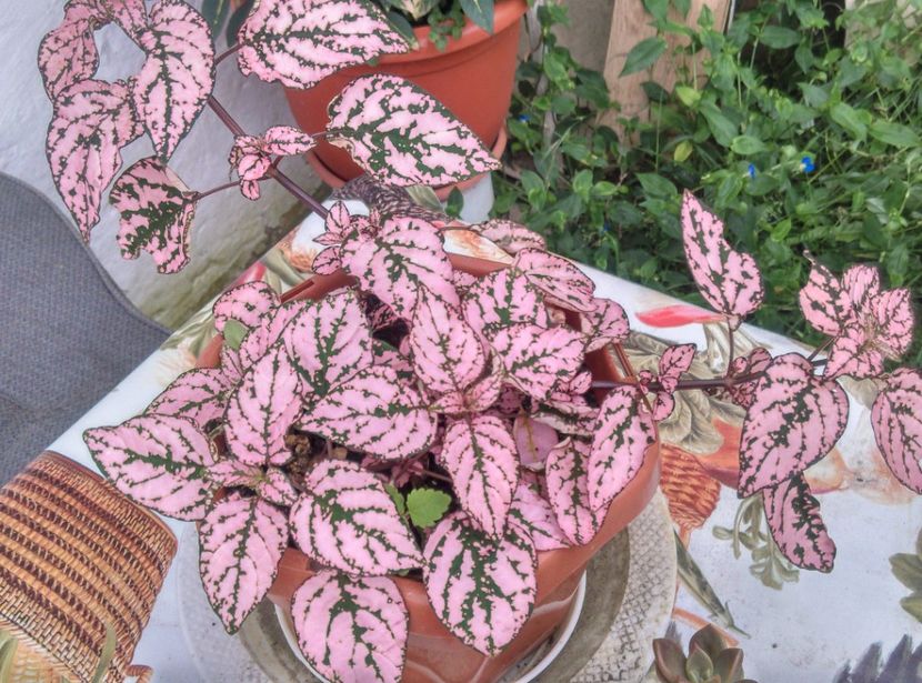  - Plante si animale la epurare 2018