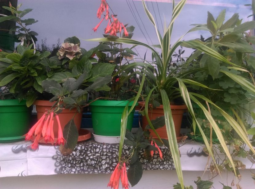  - Plante si animale la epurare 2018