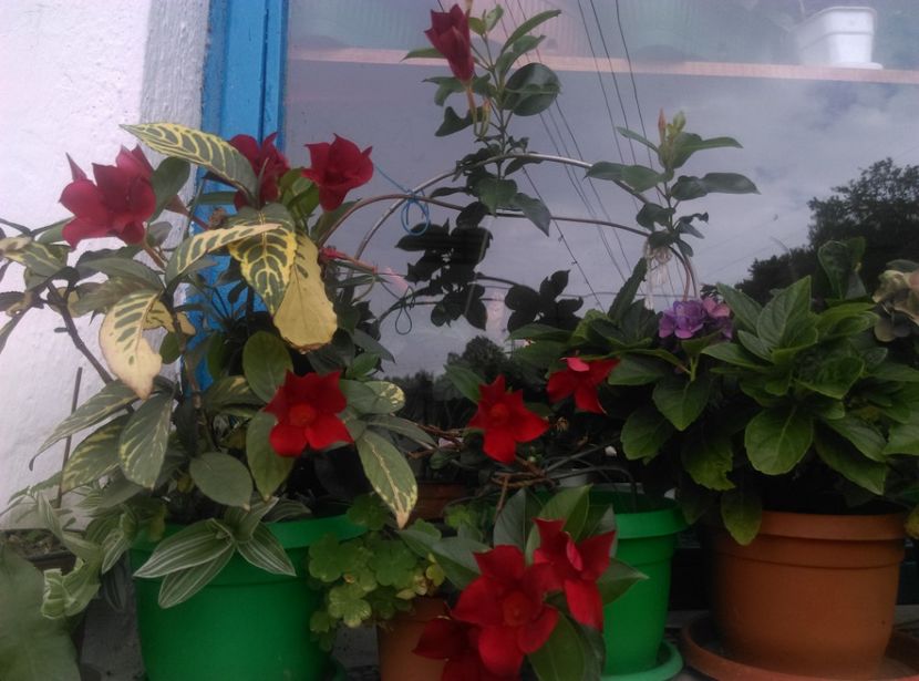  - Plante si animale la epurare 2018