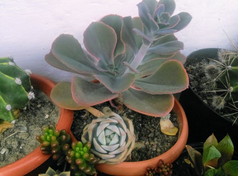  - Plante si animale la epurare 2018