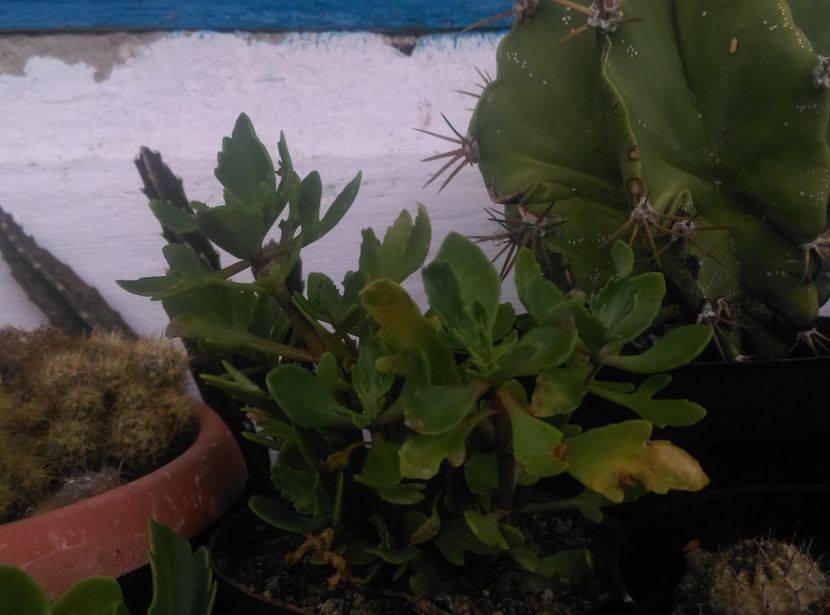  - Plante si animale la epurare 2018