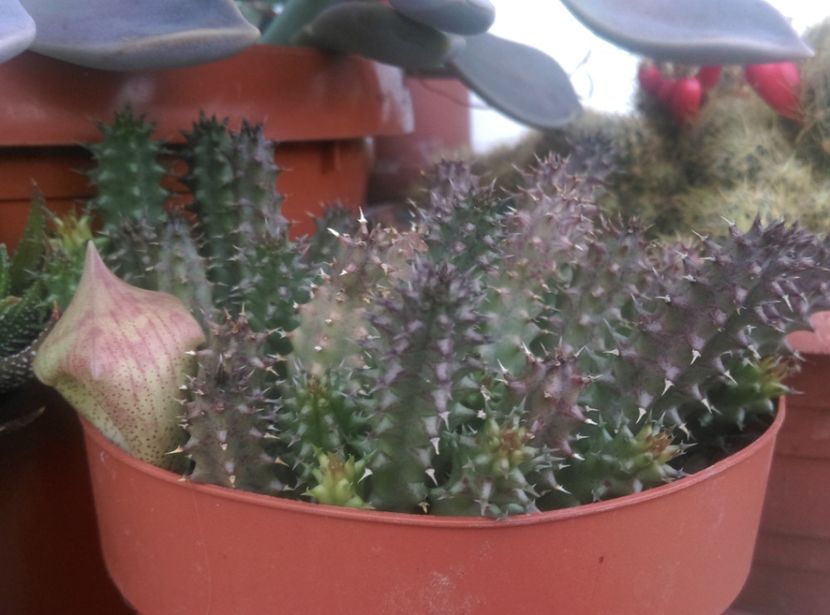  - Plante si animale la epurare 2018
