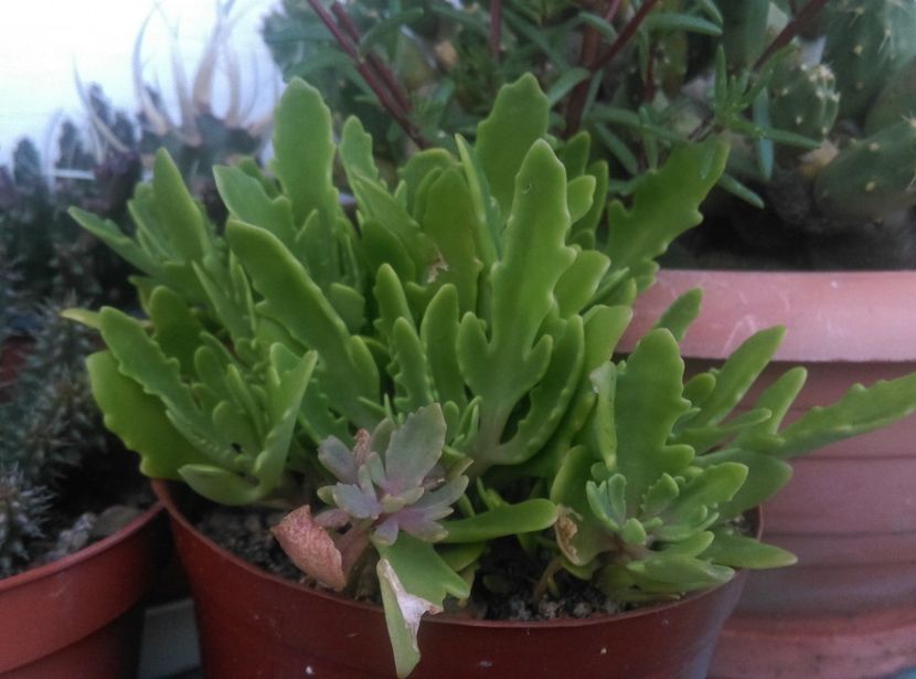  - Plante si animale la epurare 2018