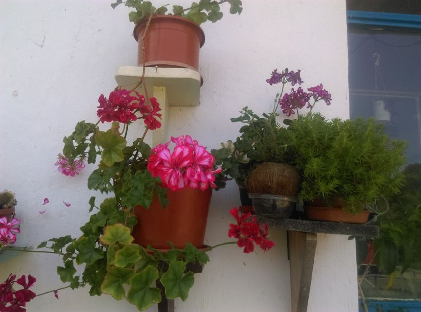  - Plante si animale la epurare 2018