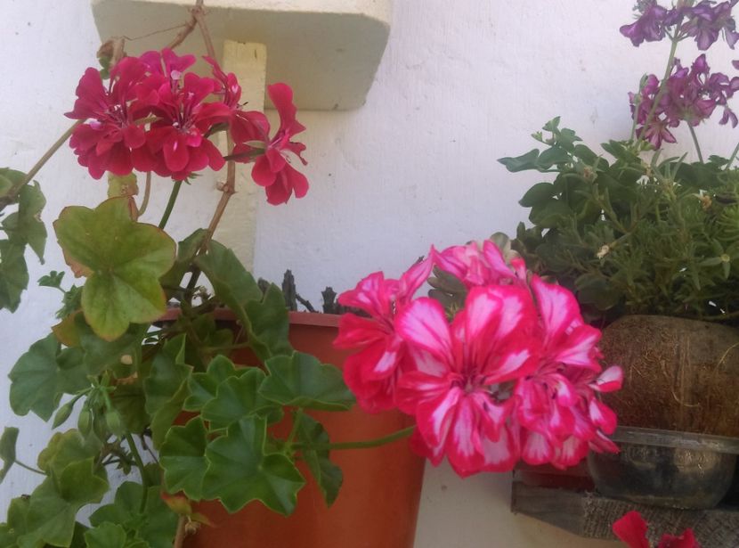  - Plante si animale la epurare 2018