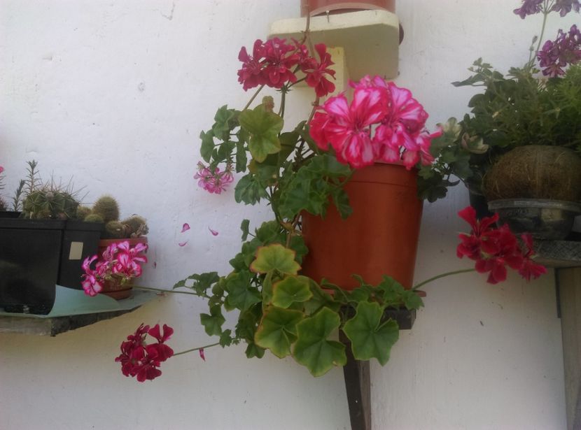  - Plante si animale la epurare 2018
