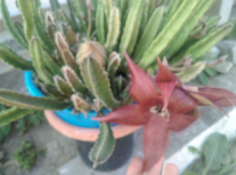  - Plante si animale la epurare 2018