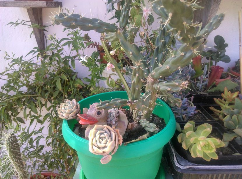  - Plante si animale la epurare 2018