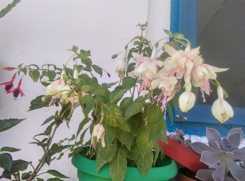  - Plante si animale la epurare 2018