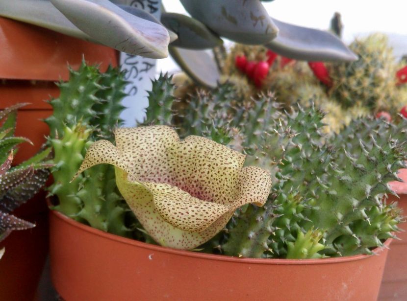 - Plante si animale la epurare 2018