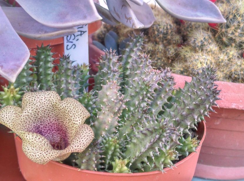  - Plante si animale la epurare 2018