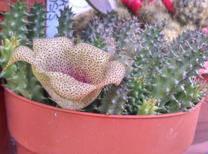  - Plante si animale la epurare 2018