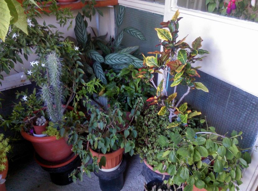  - Plante si animale la epurare 2018