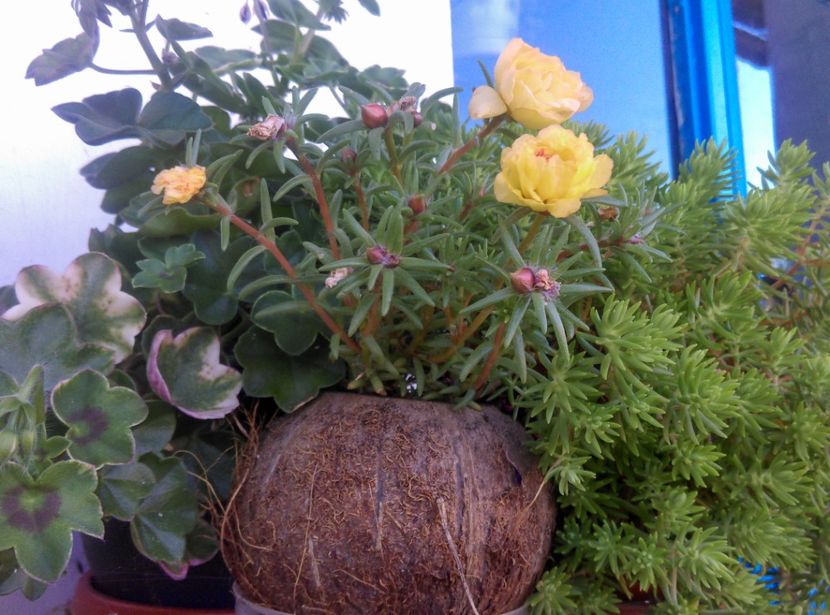  - Plante si animale la epurare 2018