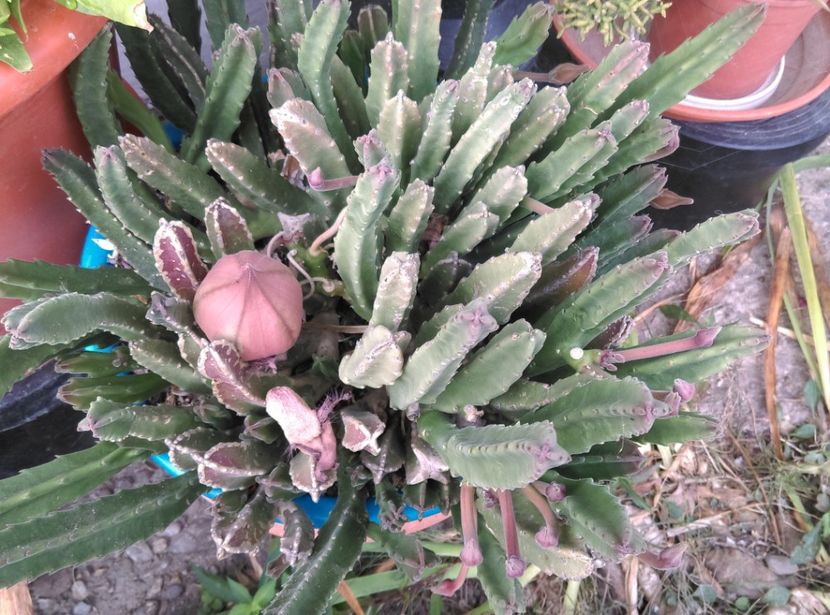  - Plante si animale la epurare 2018