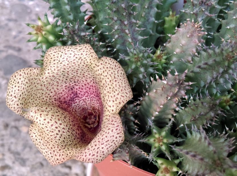  - Plante si animale la epurare 2018