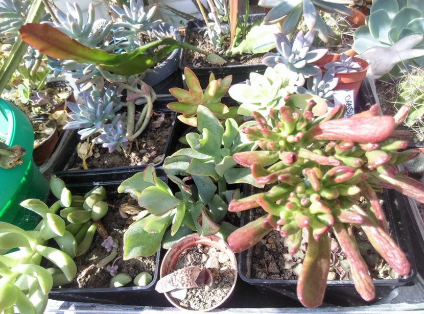  - Plante si animale la epurare 2018