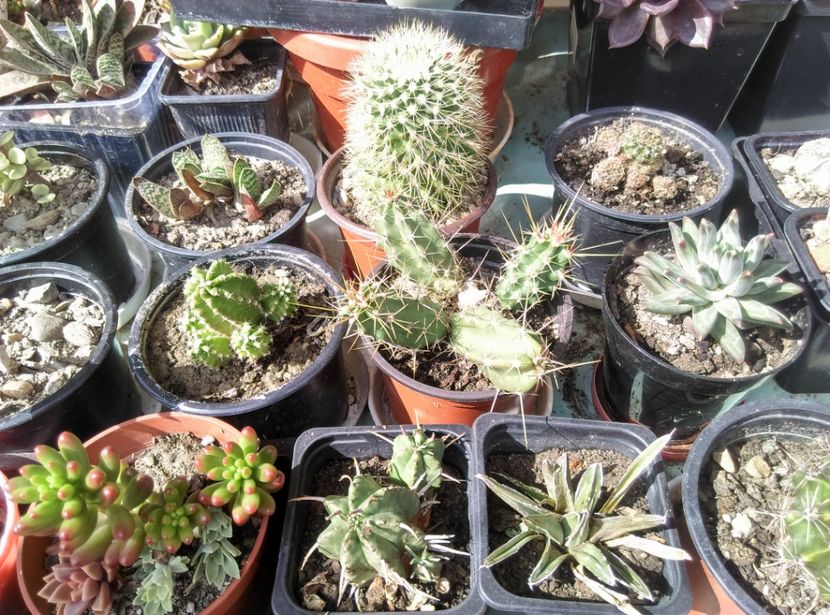 - Plante si animale la epurare 2018