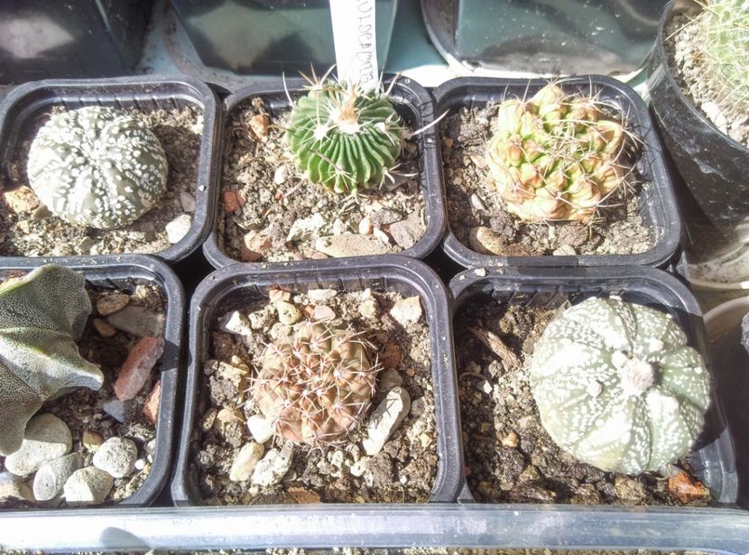  - Plante si animale la epurare 2018