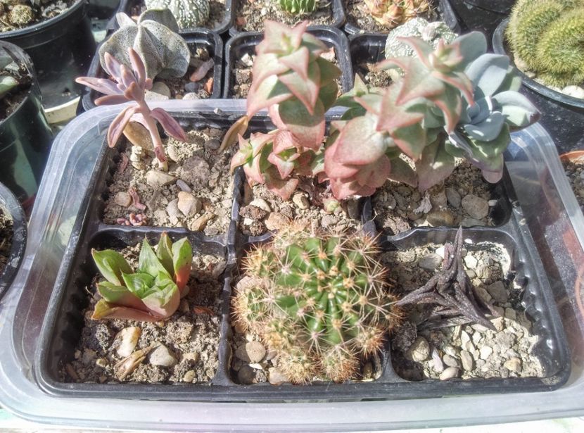  - Plante si animale la epurare 2018