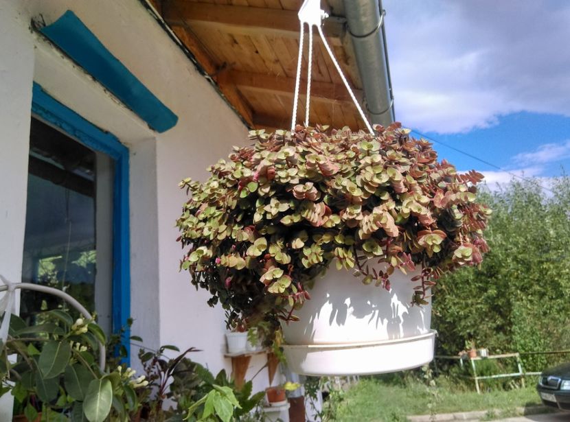  - Plante si animale la epurare 2018