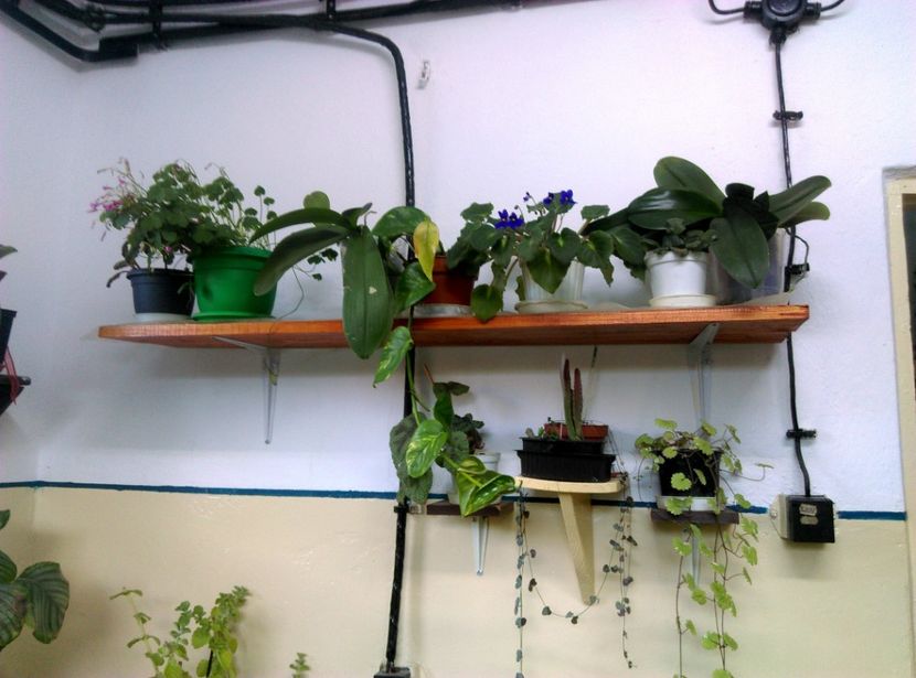  - Plante si animale la epurare 2018