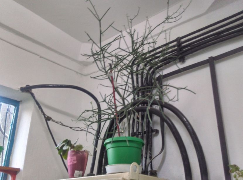  - Plante si animale la epurare 2018