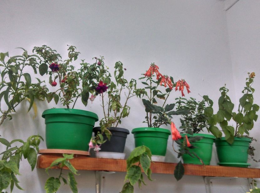  - Plante si animale la epurare 2018