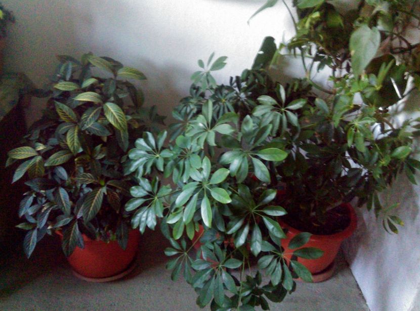  - Plante si animale la epurare 2018