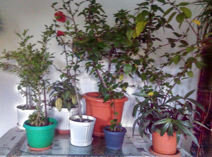  - Plante si animale la epurare 2018