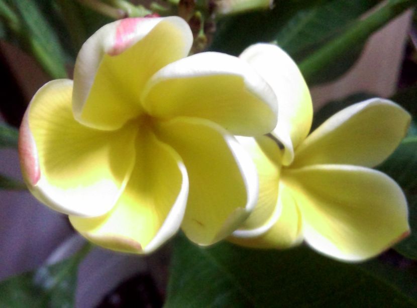  - Plumeria