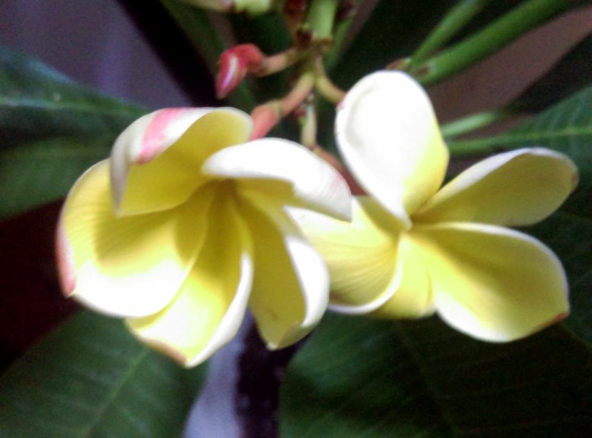  - Plumeria