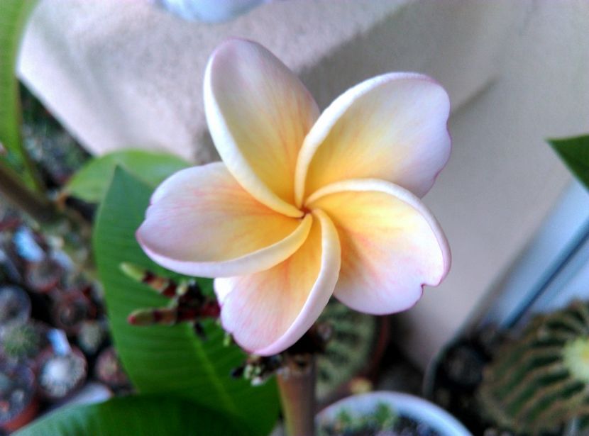  - Plumeria