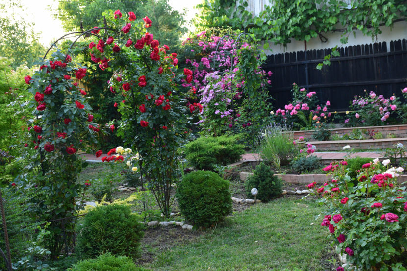 2018 Inca mai trebuie sa mut arcada cu clematite - Z_FAVORITELE gradinii mele