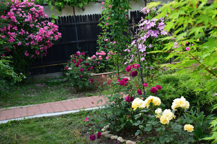 2018 - Z_FAVORITELE gradinii mele