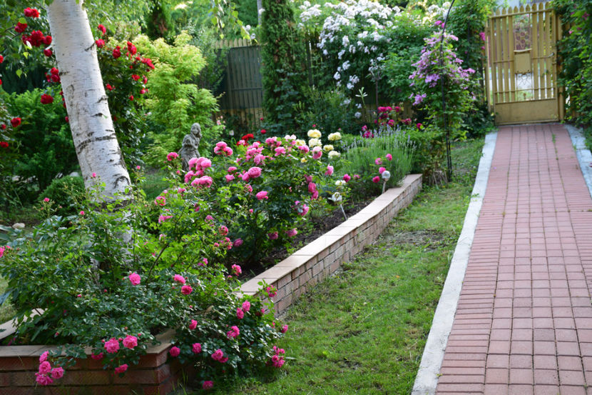 2018 Mai aerisit si mai contrastant - Z_FAVORITELE gradinii mele