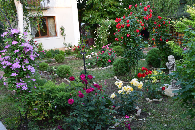 2018 - Z_FAVORITELE gradinii mele