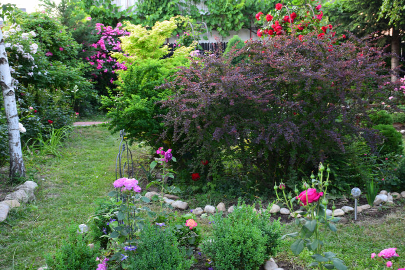 2018 Berberisii au crescut uriasi - Z_FAVORITELE gradinii mele