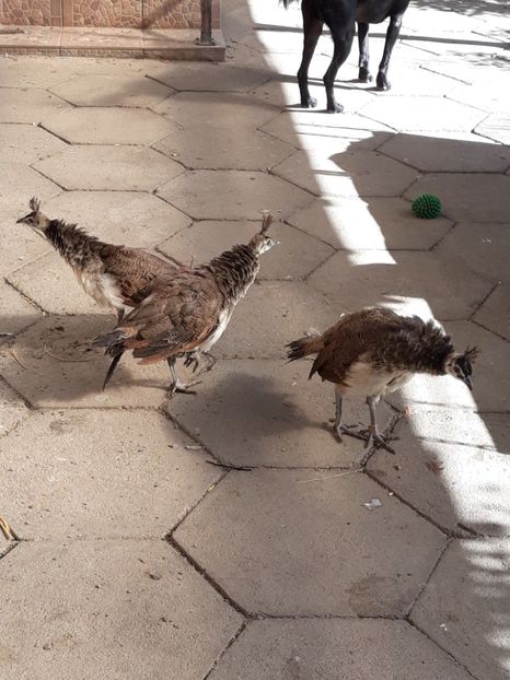  - Vand pui de paun indian blue