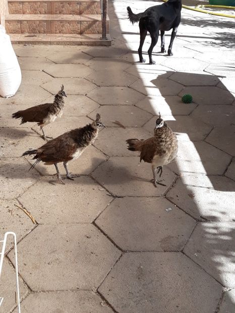  - Vand pui de paun indian blue