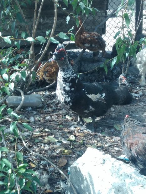 P_20180927_125341 - Rate lesesti