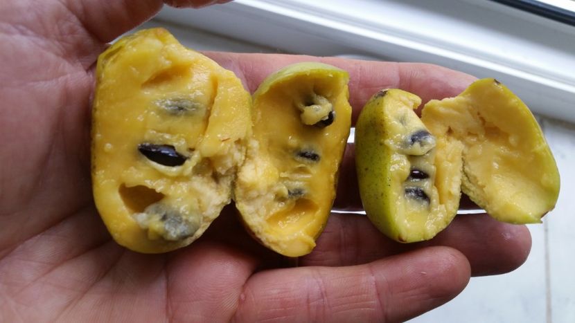  - Paw paw din seminte