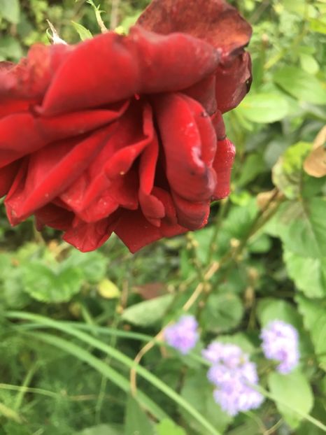 EA45A4DB-F32A-4ECD-9A16-F831BB7EAF86 - Septembrie 2018