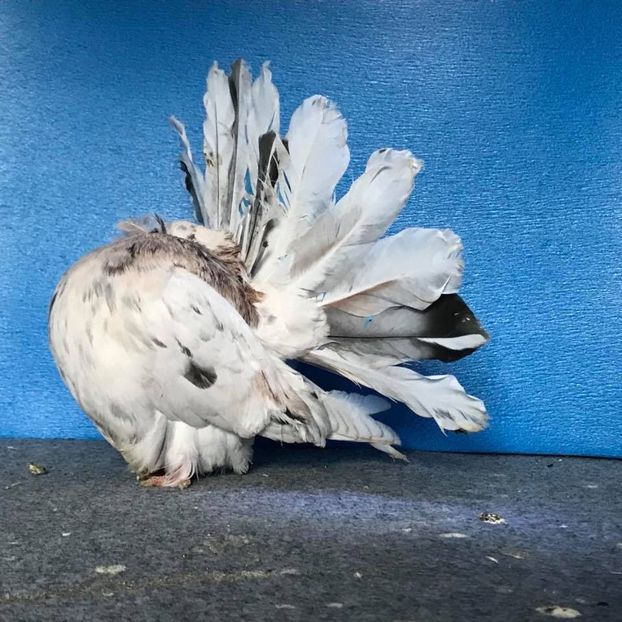  - Voltați almonzi matca 2019 !