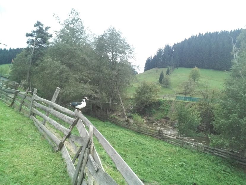  - 02 - Matca pentru 2019