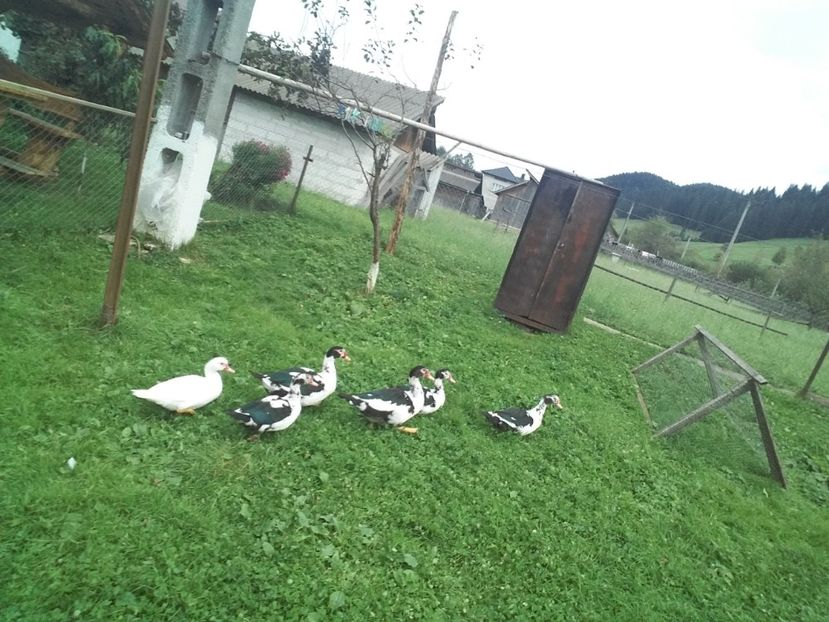  - 02 - Matca pentru 2019