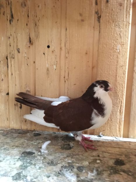 mascul - Jucatori galati bălțați pe rosu