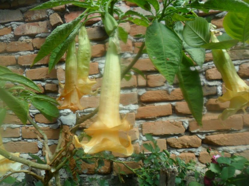  - brugmansii 2018 2