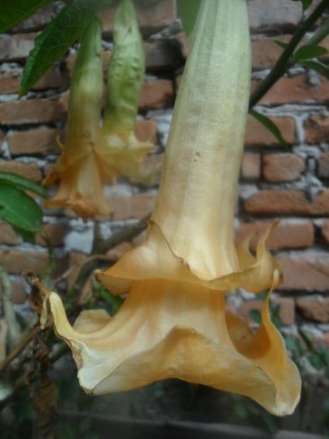  - brugmansii 2018 2