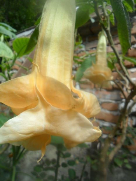  - brugmansii 2018 2